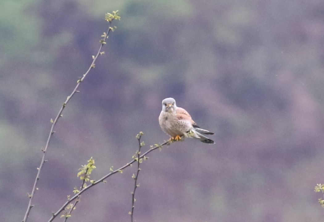 Lesser Kestrel