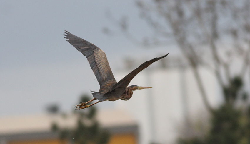 Purple Heron