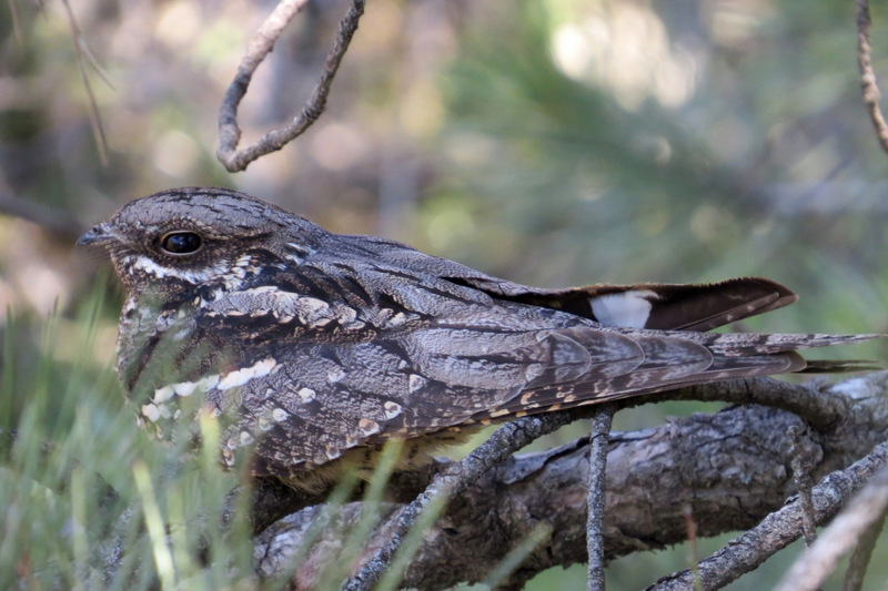 European Nightjar