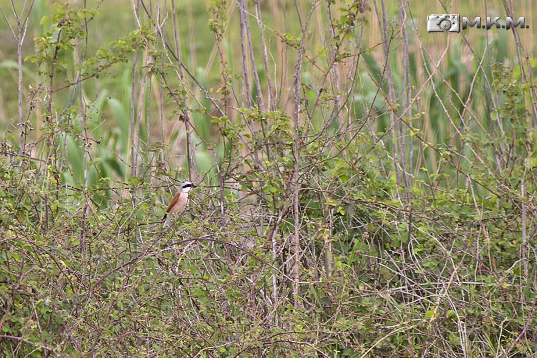 Red-backed Shrike