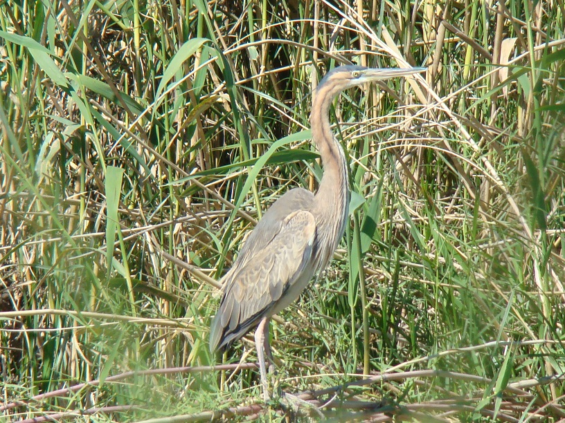 Purple Heron