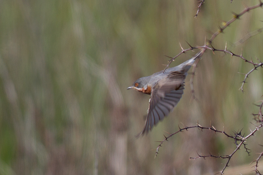 Subalpine Warbler