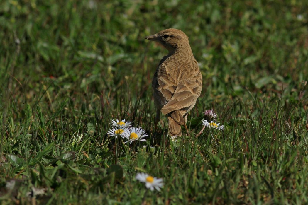 Greater Short-toed Lark