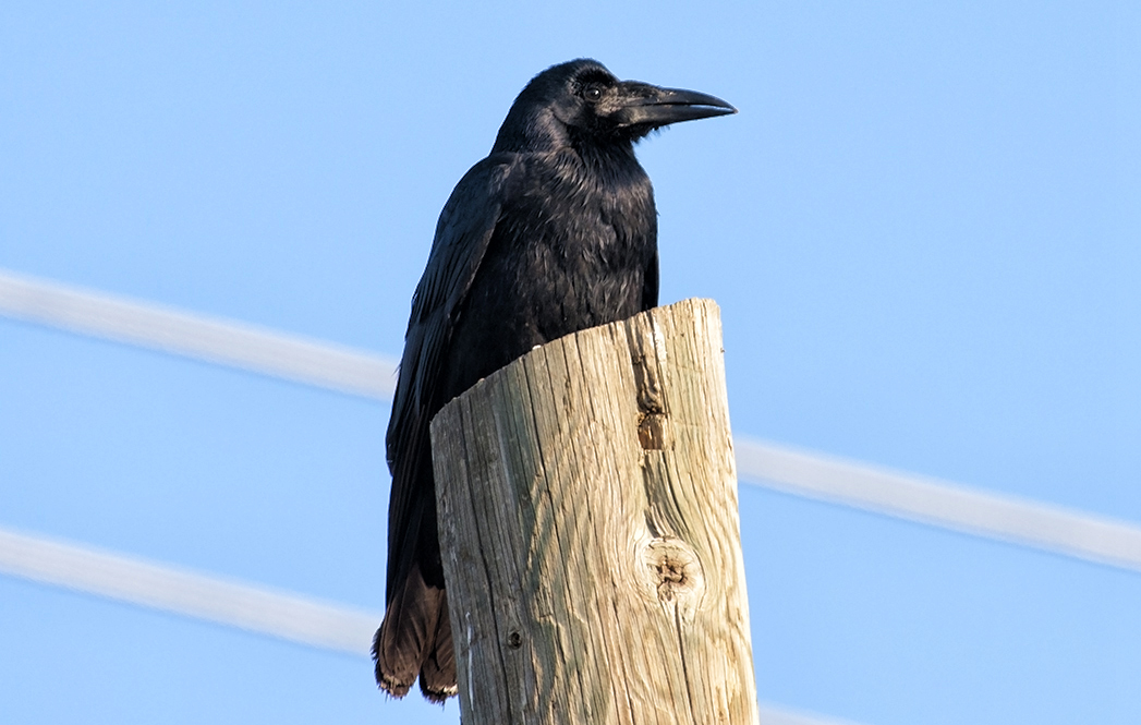 Rook