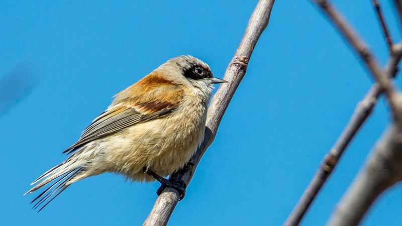 Eurasian Penduline Tit
