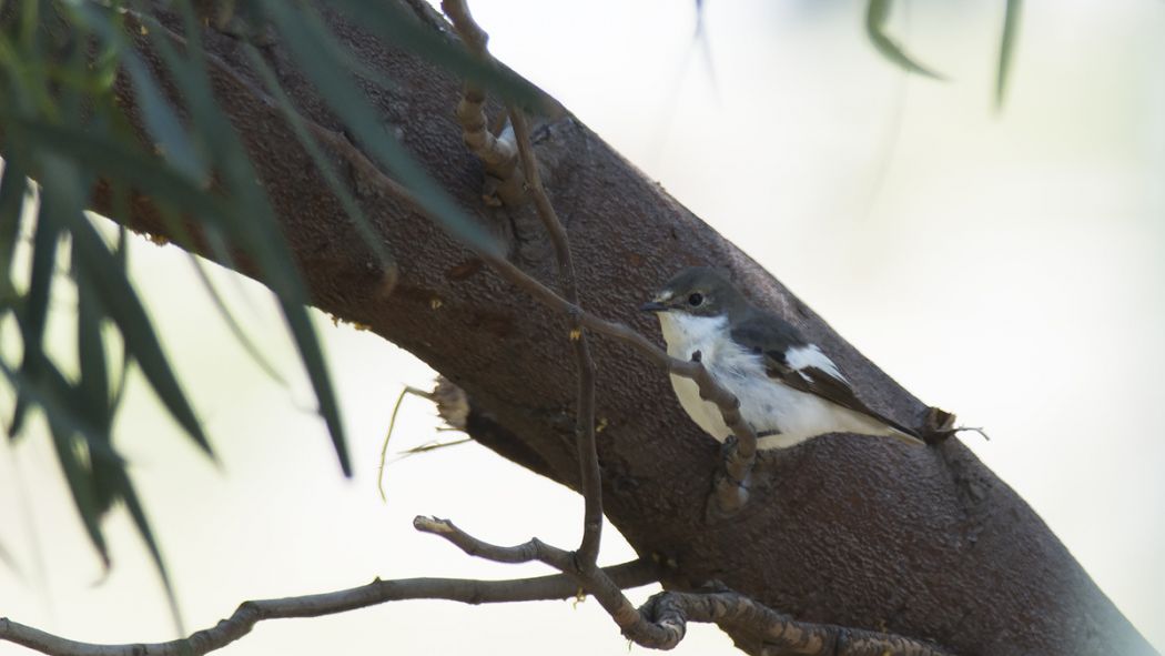 European Pied Flycatcher
