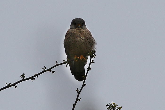 Lesser Kestrel