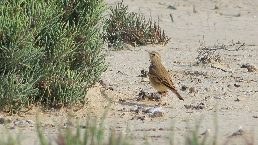 Tawny Pipit