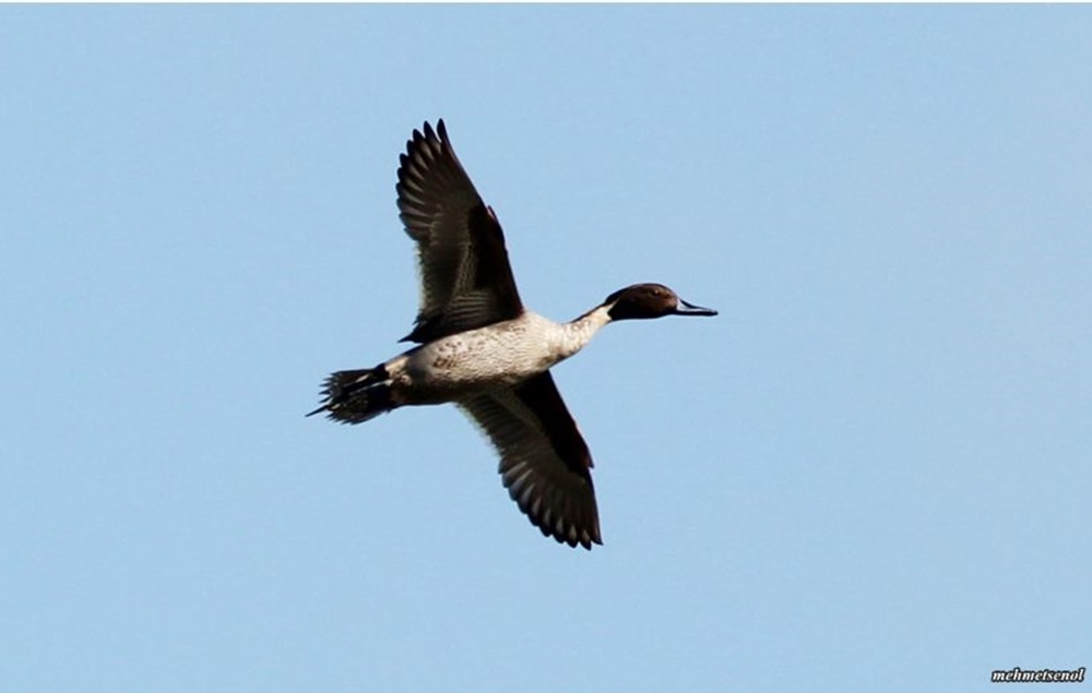 Northern Pintail