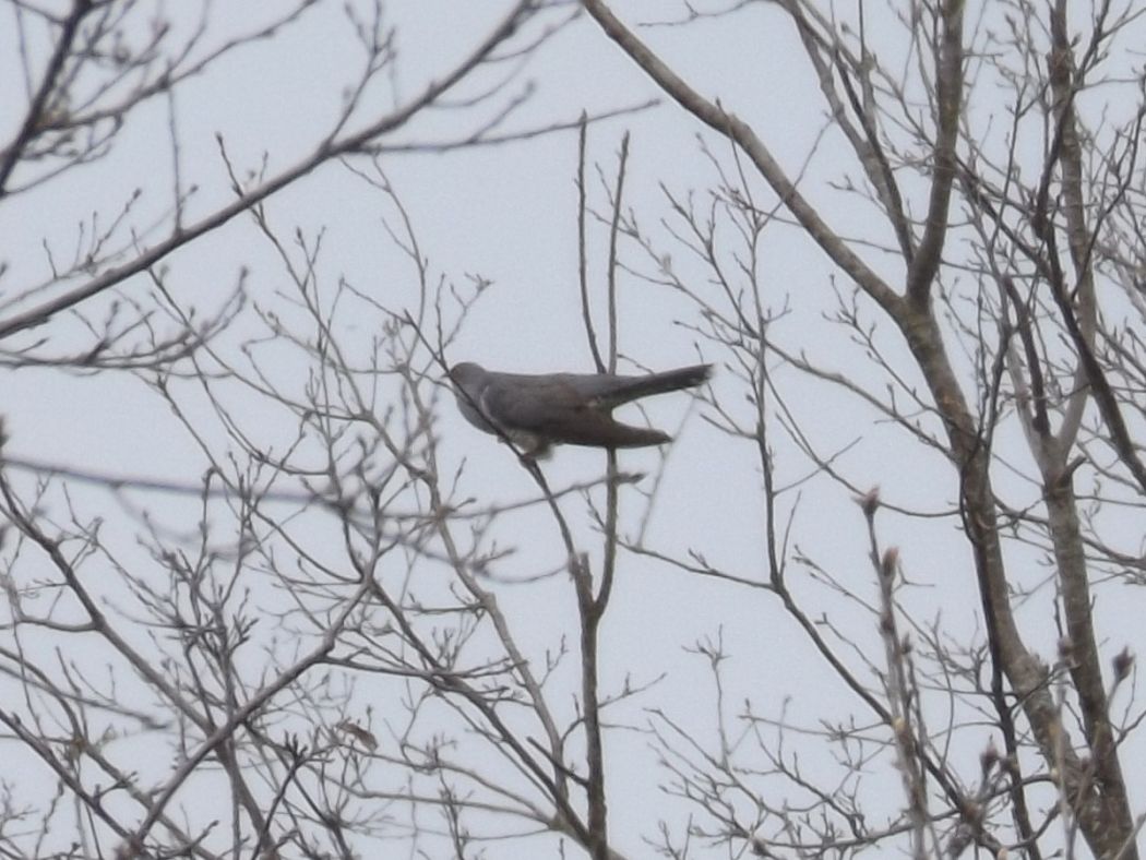 Common Cuckoo