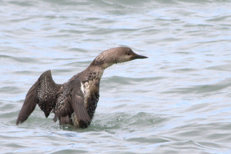 Black-throated Loon