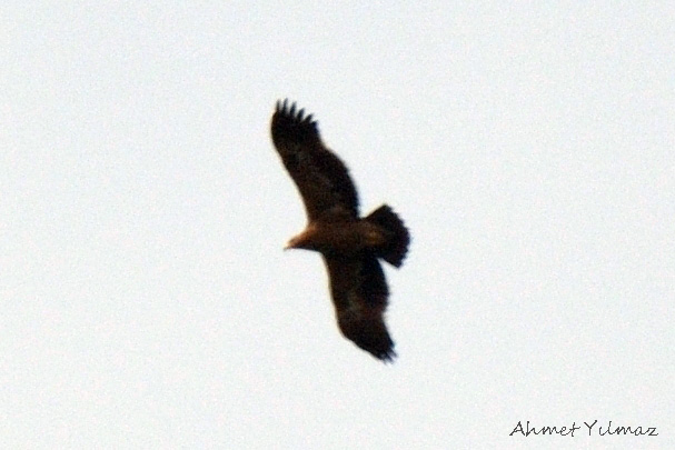 Steppe Eagle