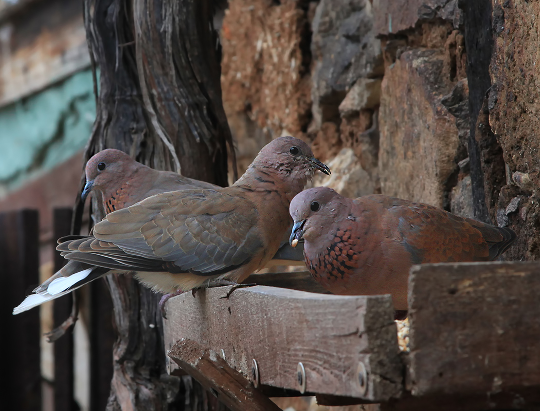 Laughing Dove