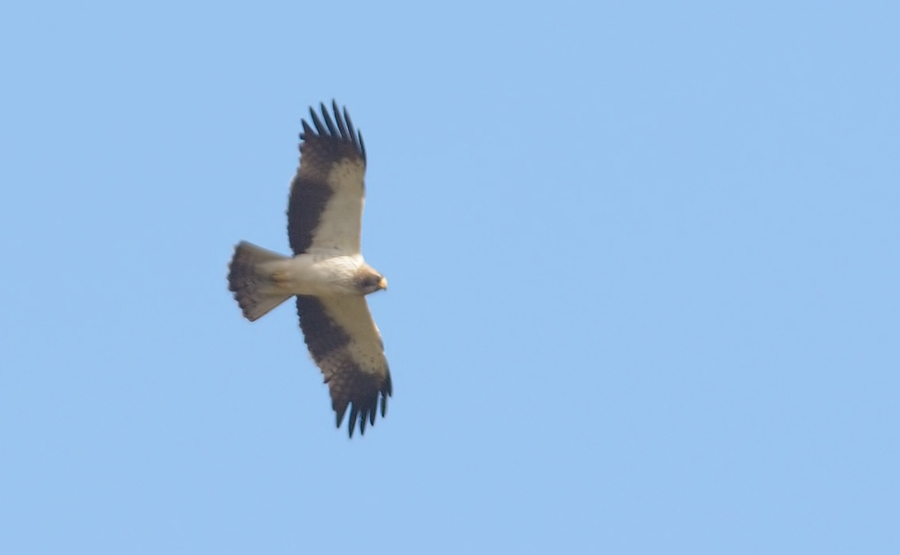 Booted Eagle