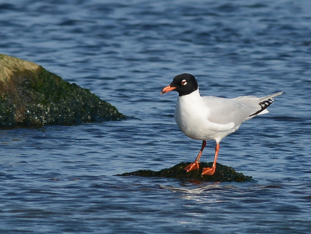 Mediterranean Gull