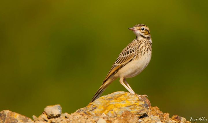 Tawny Pipit