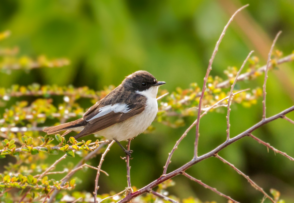 European Pied Flycatcher