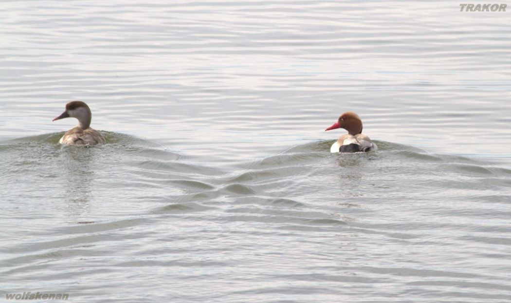 Red-crested Pochard