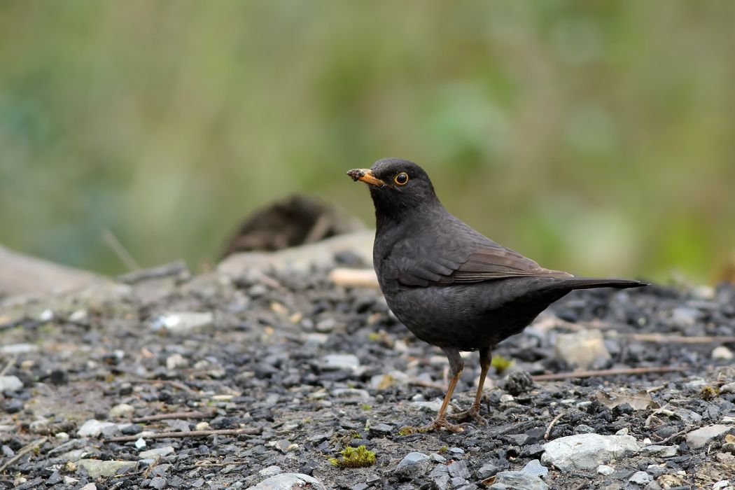 Common Blackbird