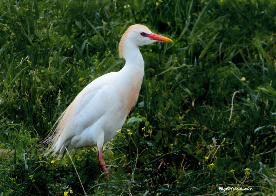 Western Cattle Egret