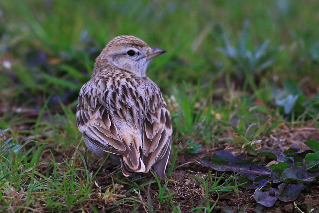 Greater Short-toed Lark