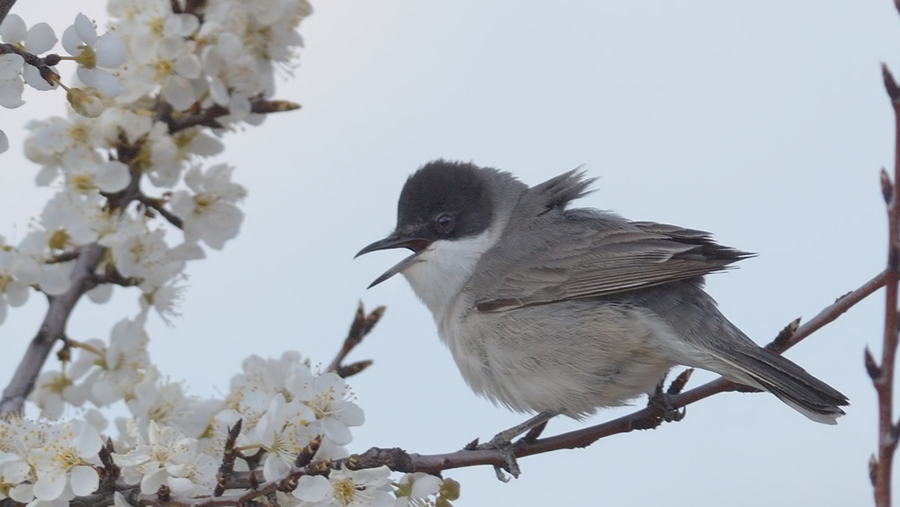 Eastern Orphean Warbler