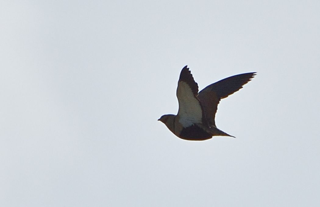 Black-bellied Sandgrouse