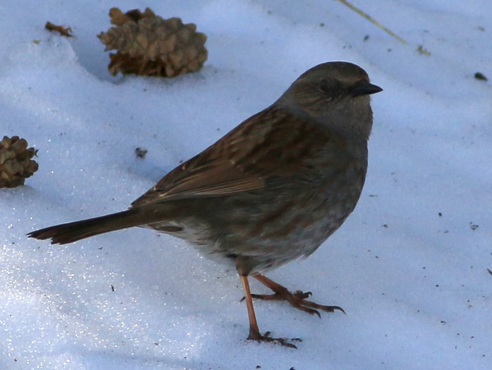 Dunnock