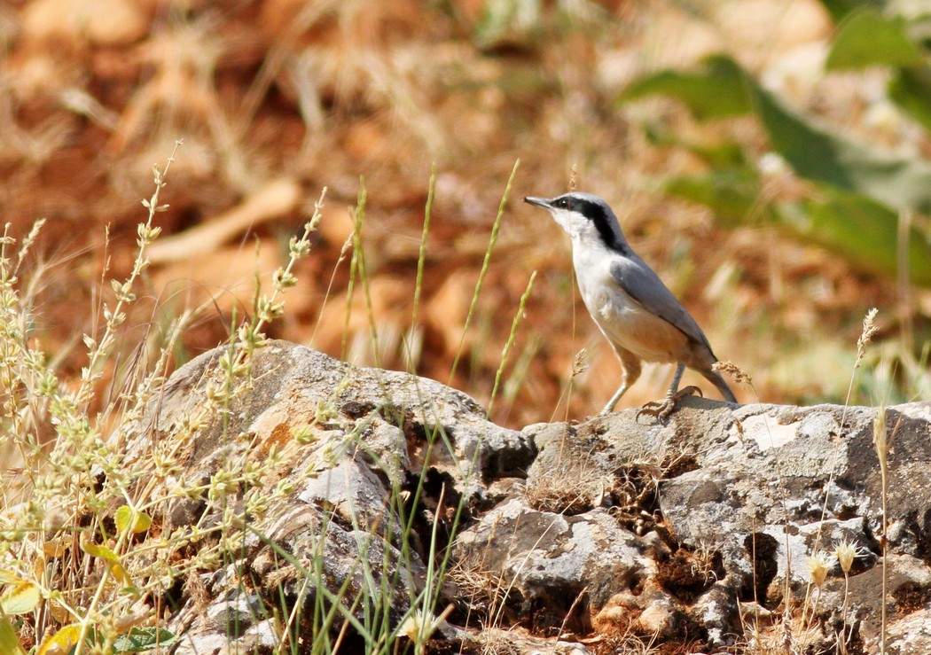 Eastern Rock Nuthatch