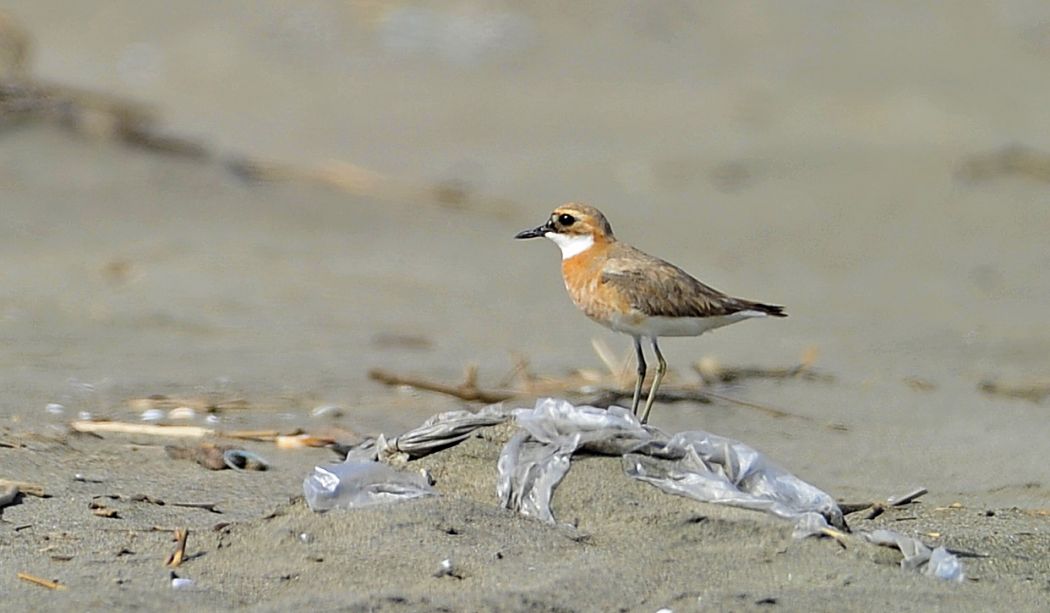 Greater Sand Plover