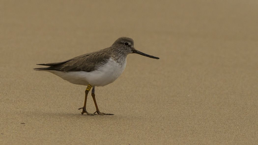 Terek Sandpiper
