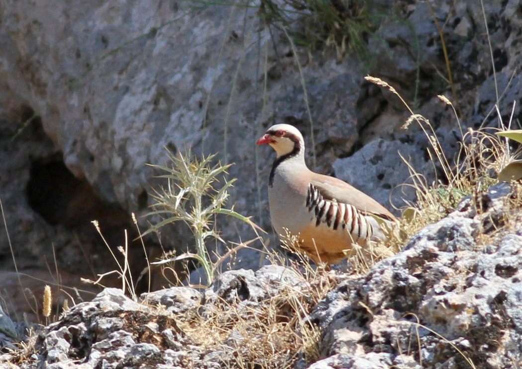Chukar Partridge