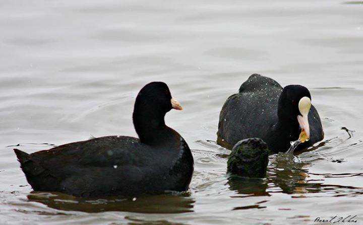 Eurasian Coot