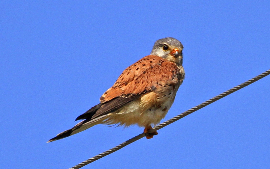 Common Kestrel