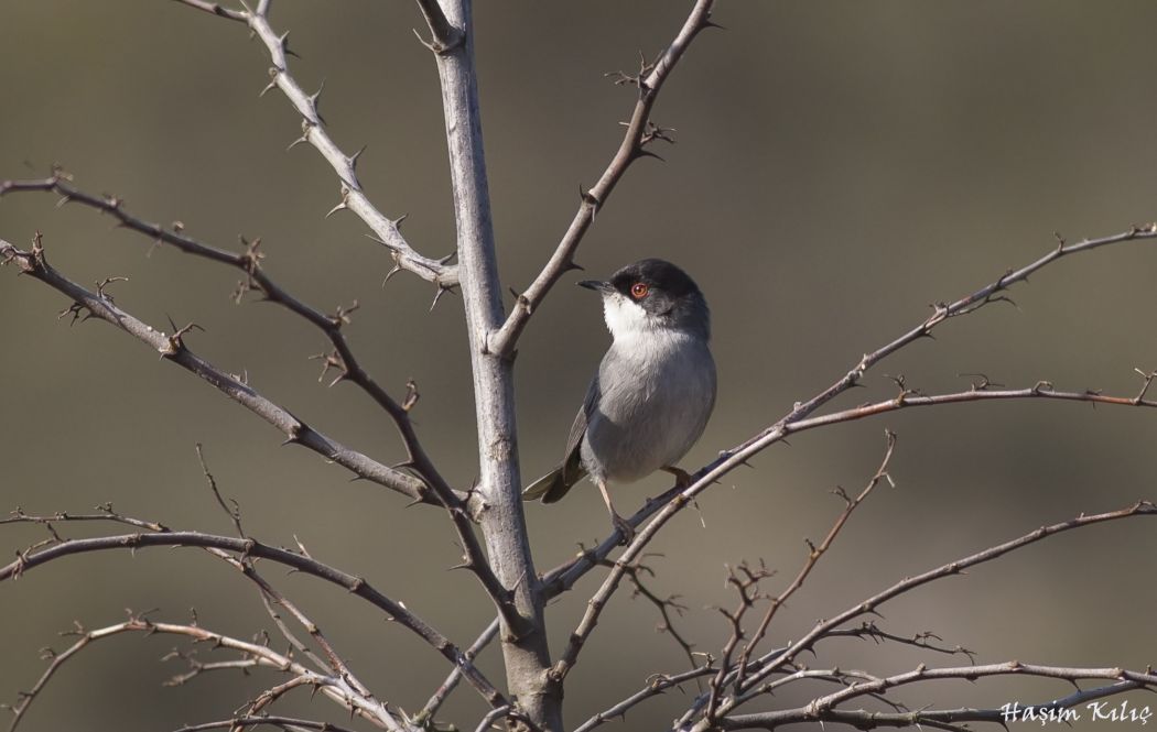 Sardinian Warbler