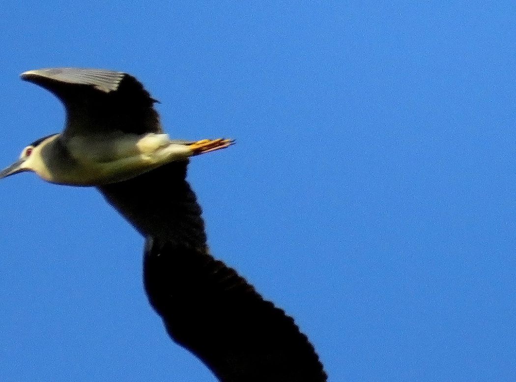 Black-crowned Night Heron