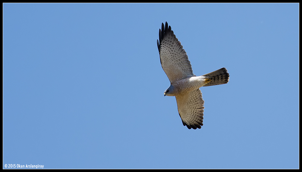 Levant Sparrowhawk