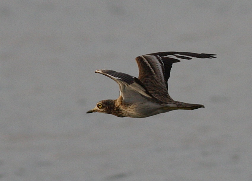 Eurasian Stone-curlew