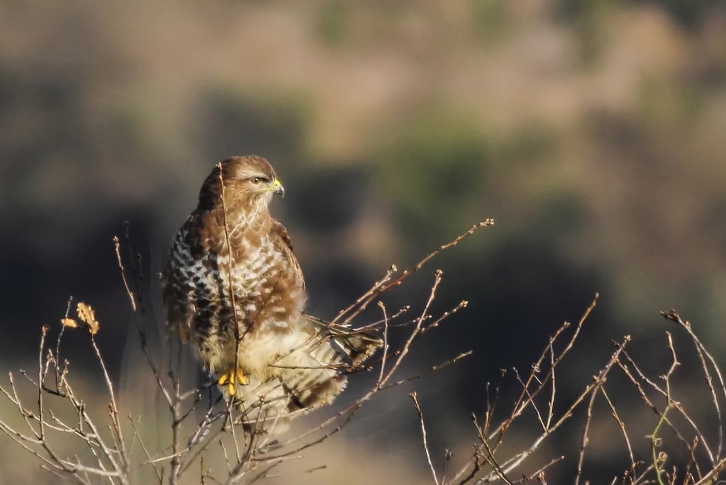 Common Buzzard