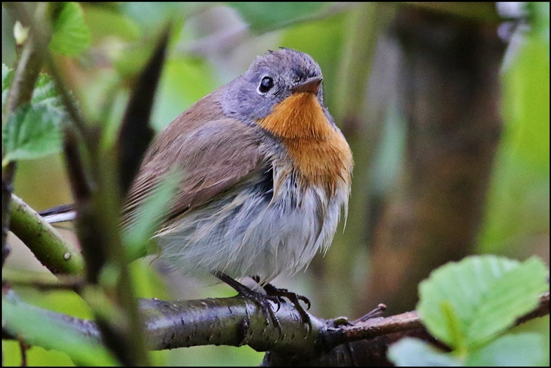 Red-breasted Flycatcher