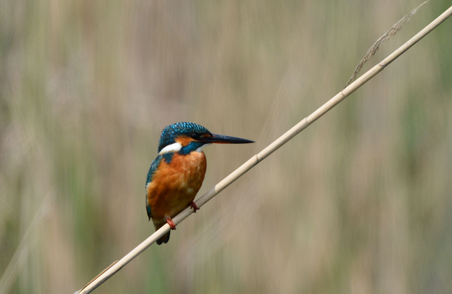 Common Kingfisher