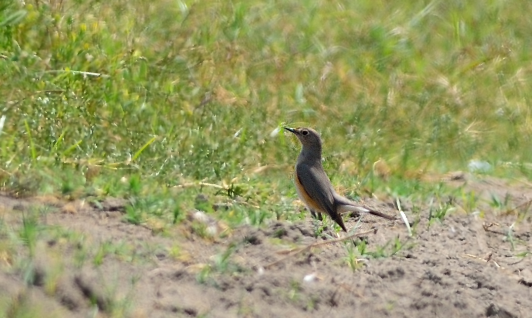 White-throated Robin