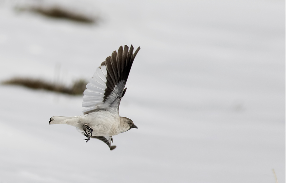 White-winged Snowfinch
