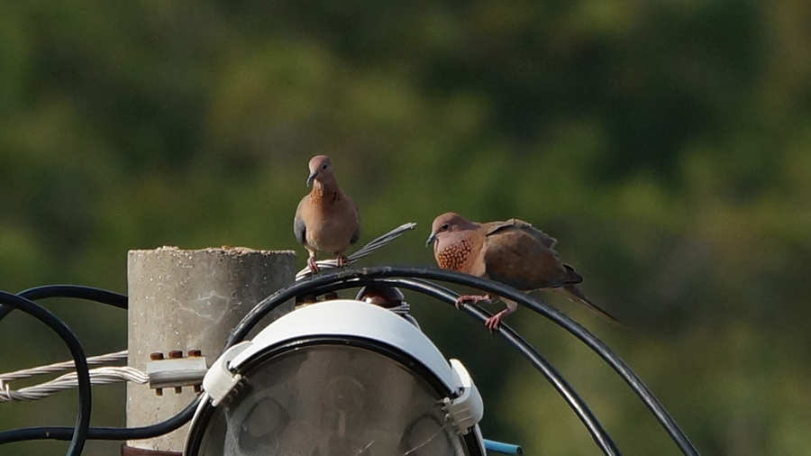 Laughing Dove