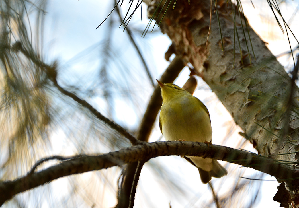 Wood Warbler