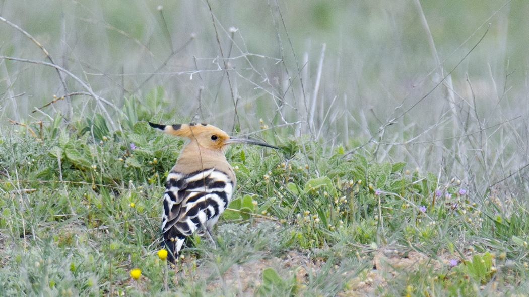 Eurasian Hoopoe