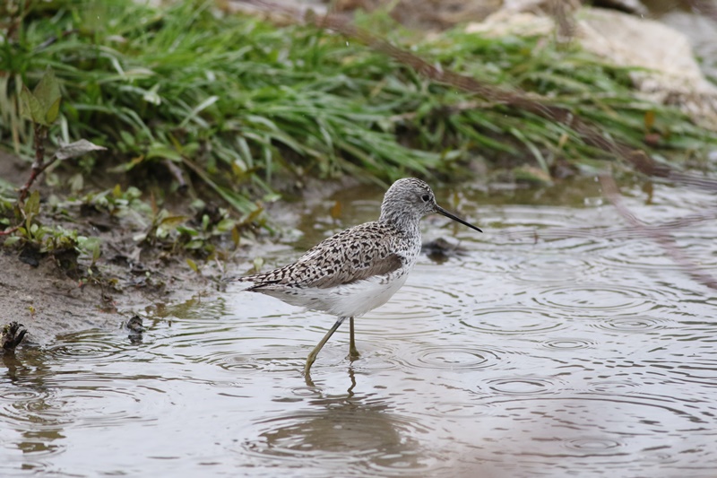 Marsh Sandpiper