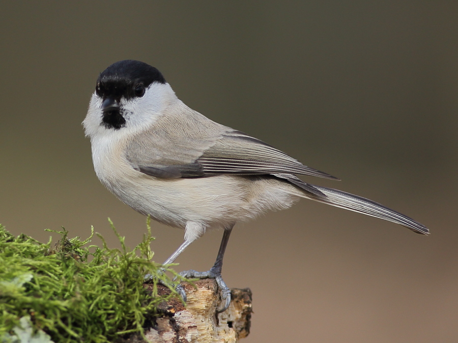 Marsh Tit