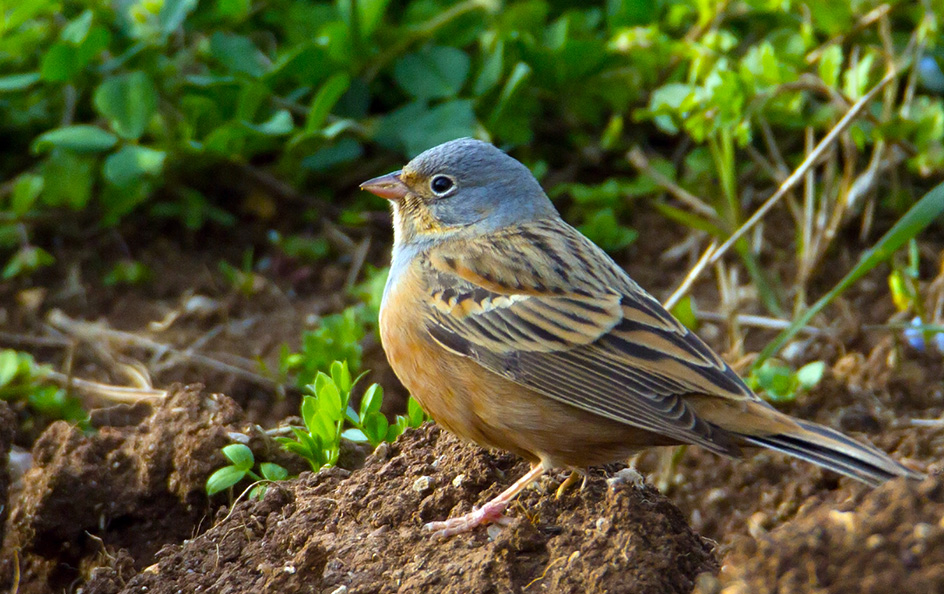 Cretzschmar`s Bunting