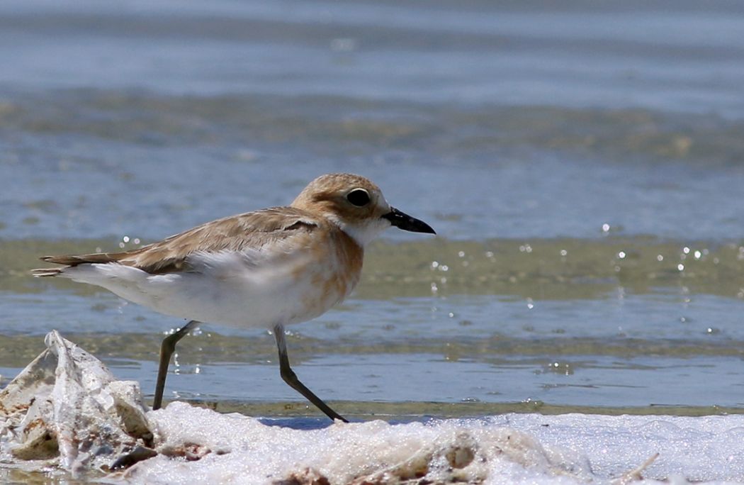 Greater Sand Plover